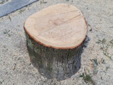 Un arbre coupé sur la place Gaviniès